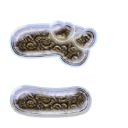 060