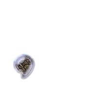 245