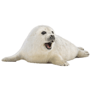 016