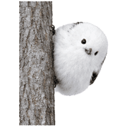 008