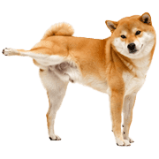 003