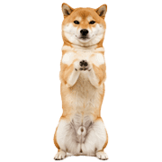007