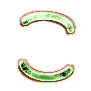 010