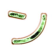 126
