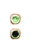 244