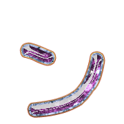 126