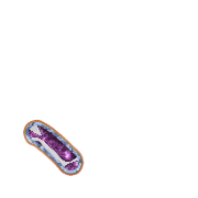 256