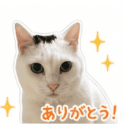 031