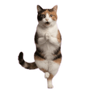 003
