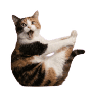 004