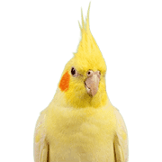 004