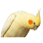 011