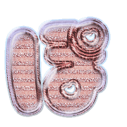 080