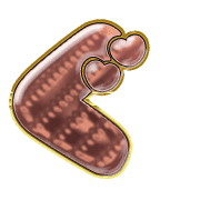 058
