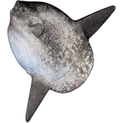 039
