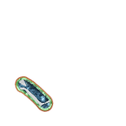 256