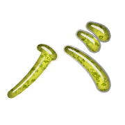 151