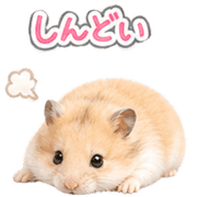 019