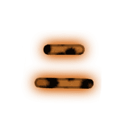 010