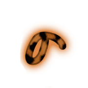 025