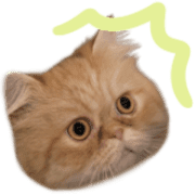 031