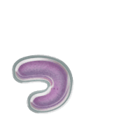 052