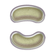 010