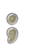 243