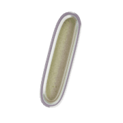 247