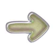 262