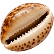 006