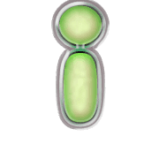 196