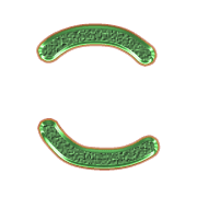 010