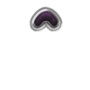 231