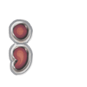 243