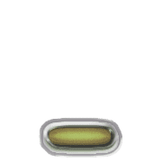 250