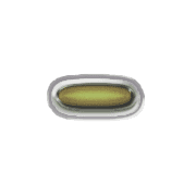 251