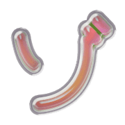 145