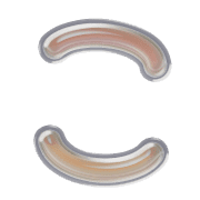 010