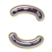 010