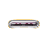 161