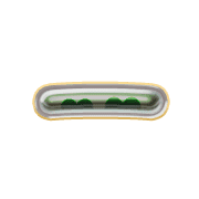 161
