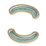 010