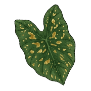 004
