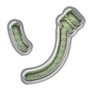 145