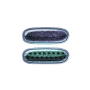 239