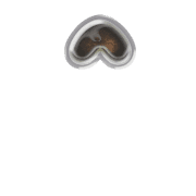 231