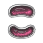 010