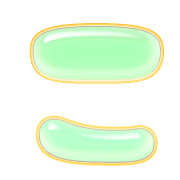 010