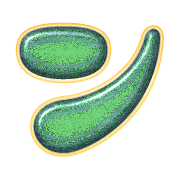 126